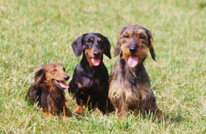 Ferienhaus Urlaub mit Hund / Hundeurlaub